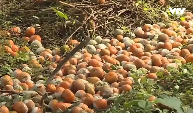 Bài học về phát triển ồ ạt, bất chấp quy hoạch đang thấy rõ ở nhiều vùng trồng cam trên cả nước.