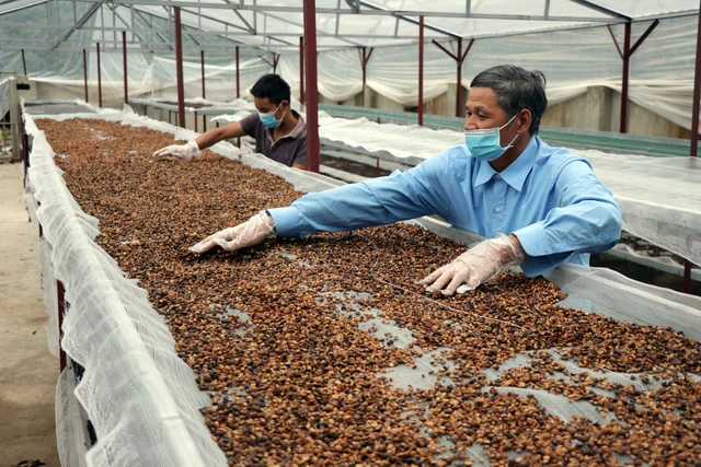 Xuất khẩu cà phê có cơ hội duy trì mức 4 tỷ USD