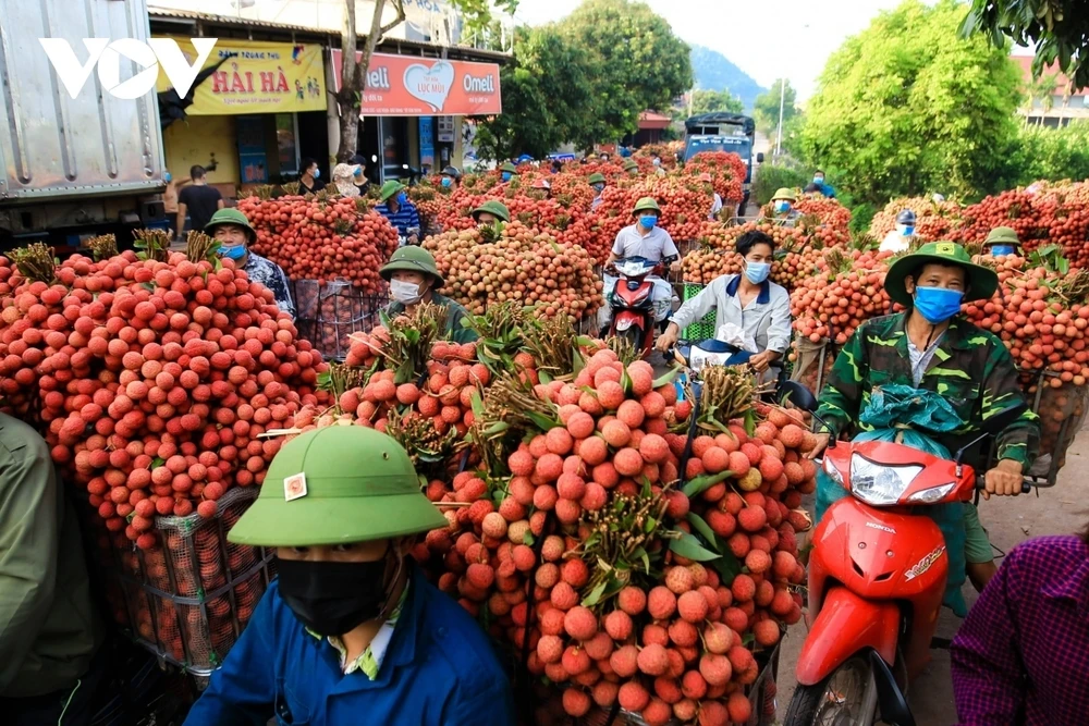 Người dân chuyển vải thiều đến các đại lý thu mua tại huyện Lục Ngạn, Bắc Giang