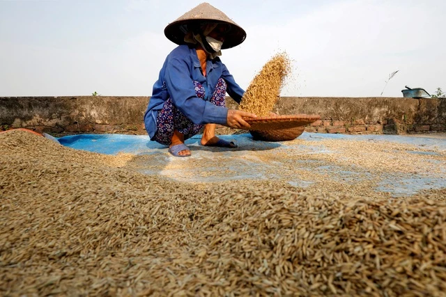 Tính đến ngày 1/8, giá gạo 5% tấm của Việt Nam đạt trung bình 590 USD/tấn, mức giá cao nhất trong 11 năm qua (Ảnh minh hoạ, Ảnh: Reuters)