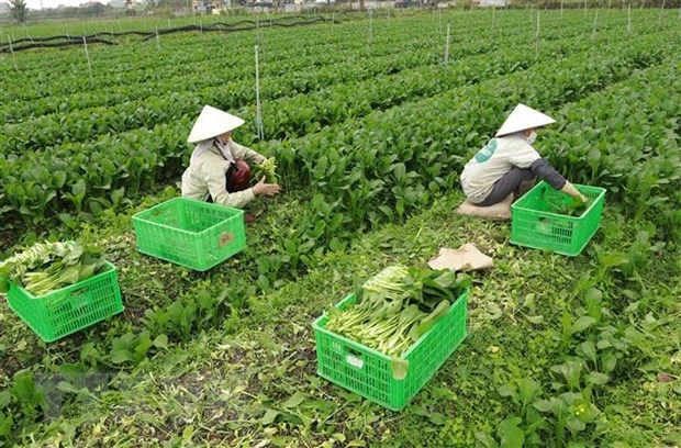 Sản xuất nông nghiệp ứng dụng công nghệ cao tại Hà Nam. (Ảnh: Vũ Sinh/TTXVN)