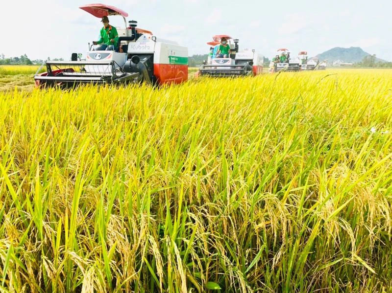 Doanh nghiệp tổ chức sản xuất lúa, thu mua lúa, và sản xuất gạo xuất khẩu cần vốn lớn và phải ứng trước cho nông dân. 