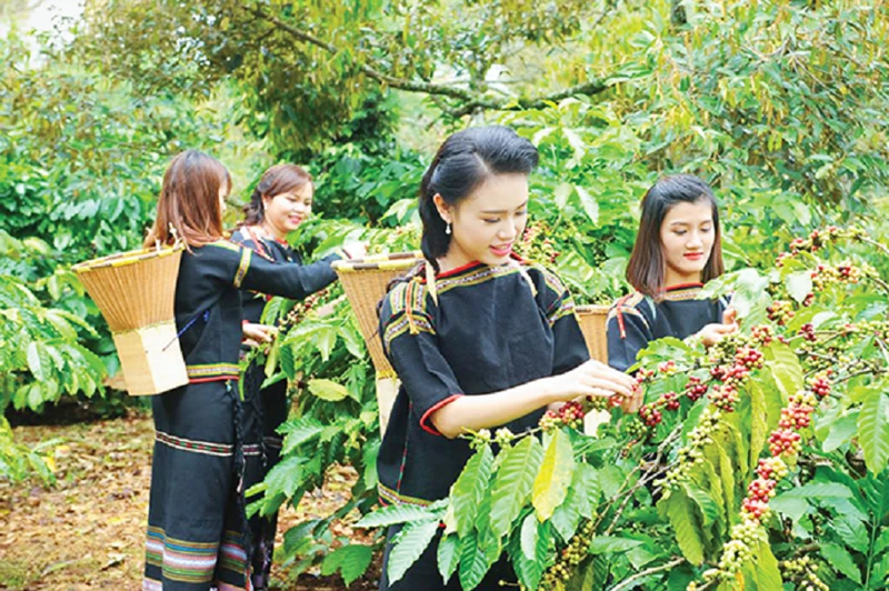 Cà phê Việt ngày càng tạo được uy tín cao trên thương trường quốc tế. 