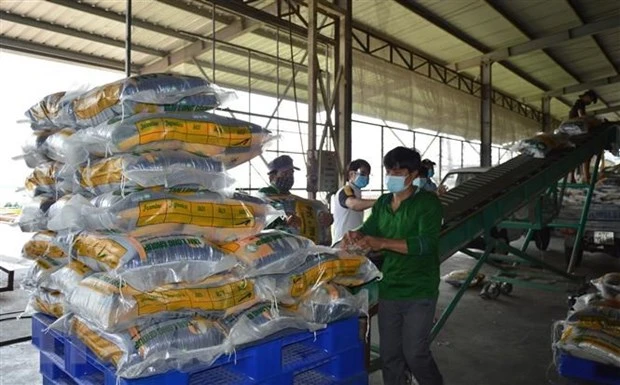 Sản xuất gạo tại Công ty Cổ phần Tập đoàn Tân Long - Chi nhánh Đồng Thá ở xã Định An, huyện Lấp Vò, Đồng Tháp. (Ảnh: Nhựt An/TTXVN)