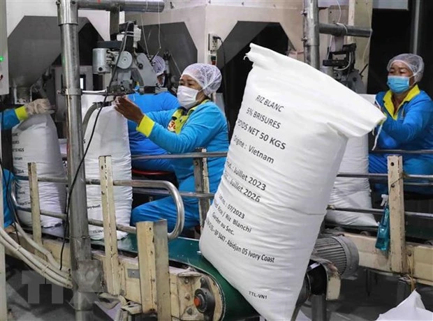 Giá gạo thế giới đi xuống giảm kéo giá lúa trong nước giảm nhẹ
