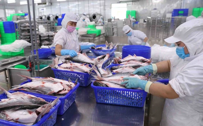 Tính tới ngày 15/8, xuất khẩu cá tra Việt Nam sang Mỹ đạt 169 triệu USD. (Ảnh minh họa - Ảnh: TTXVN)