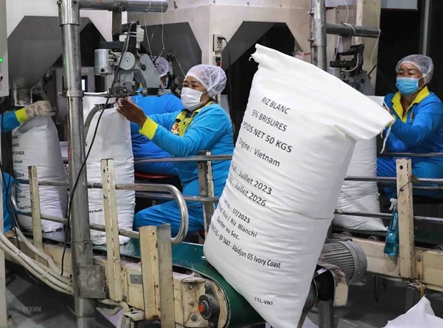 Tháng 9/2023, Việt Nam xuất khẩu hơn 605.400 tấn gạo, thu về 377,9 triệu USD. (Ảnh: Vũ Sinh/TTXVN)
