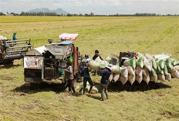 Việt Nam sẽ cung ứng cho thị trường thế giới trên 7,5 triệu tấn gạo trong năm nay. (Ảnh: Vũ Sinh/TTXVN)