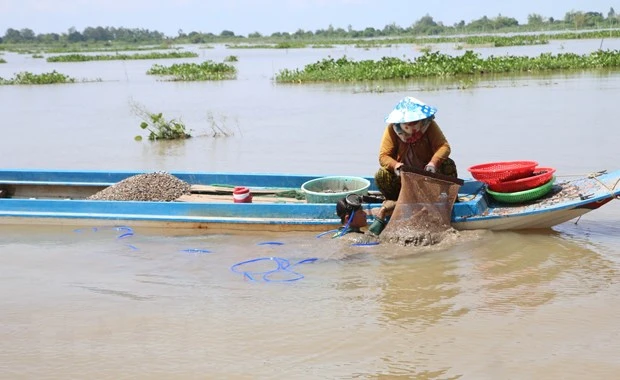Người dân đánh bắt thủy sản trên cánh đồng ngập lũ thuộc xã Vĩnh Hội Đông, huyện An Phú, tỉnh An Giang. (Ảnh: Công Mạo/TTXVN)
