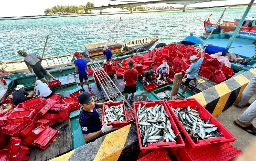 Cảng cá Cửa Tùng nhộn nhịp cảnh mua bán hải sản. (Ảnh: Nguyên Linh/TTXVN)