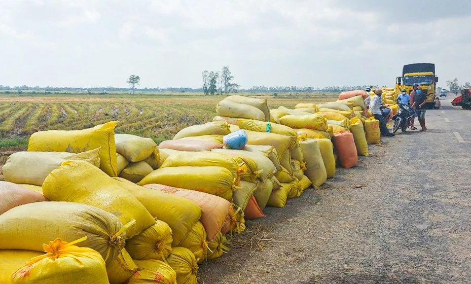 Năm 2023, tỉnh Sóc Trăng xuất khẩu gạo đạt 450 triệu USD (tăng 33,93% so với năm 2022).