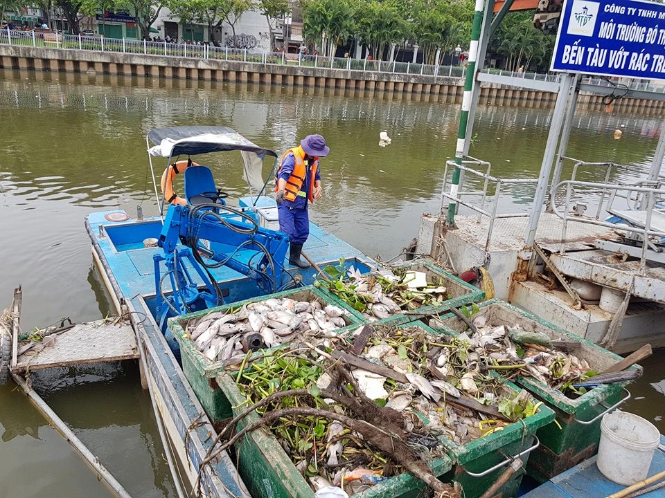 Cá chết nhiều trên kênh Nhiêu Lộc – Thị Nghè. Ảnh: ĐAN NGUYÊN 