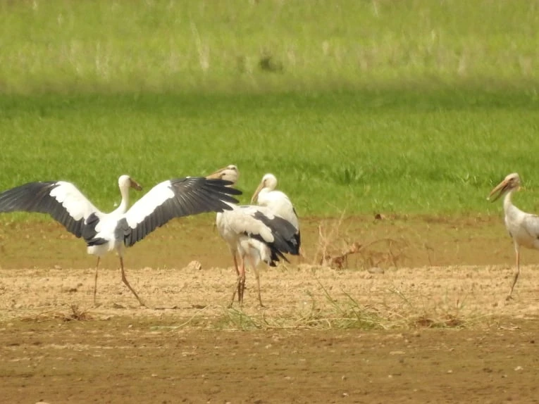Chim giang sen quý hiếm tìm về Khu bảo tồn thiên nhiên văn hóa Đồng Nai
