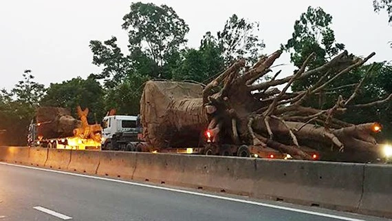  ô tô chở 3 cây gỗ khủng lưu thông trên Quốc lộ 1A đoạn qua địa bàn tỉnh Thừa Thiên - Huế