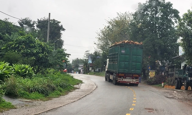 Xe quá tải tăng gấp 6,6 lần trên địa bàn tỉnh Quảng Trị
