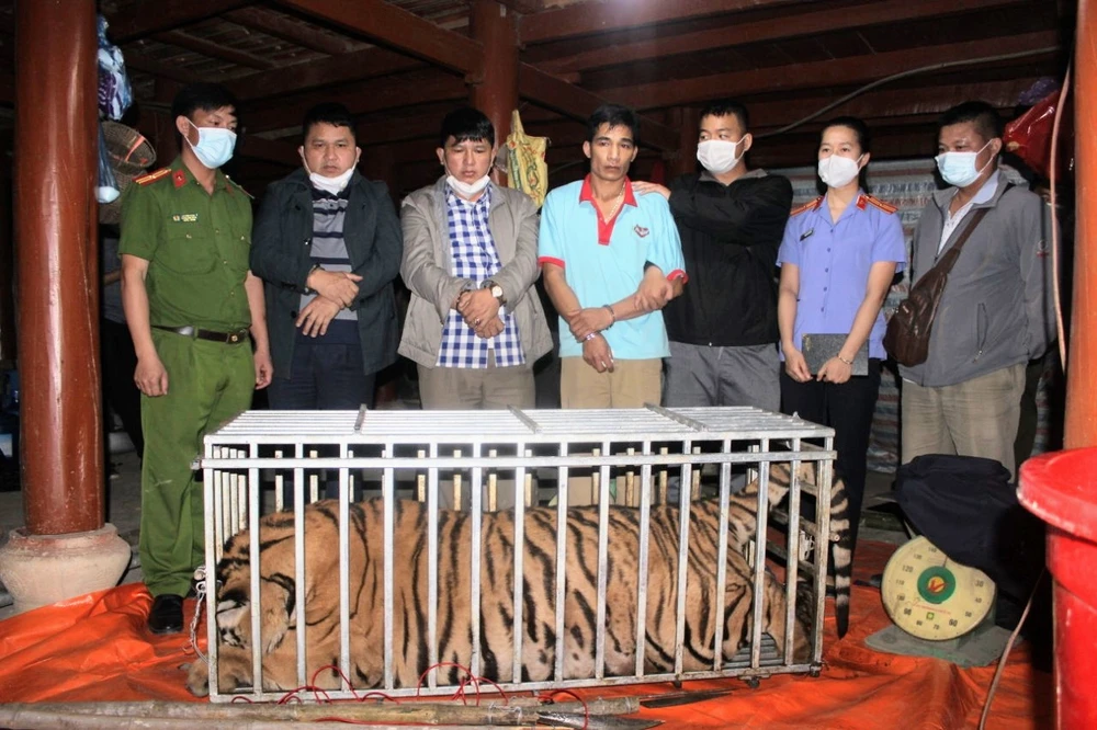 3 người giết hổ hơn 220kg để lấy cao