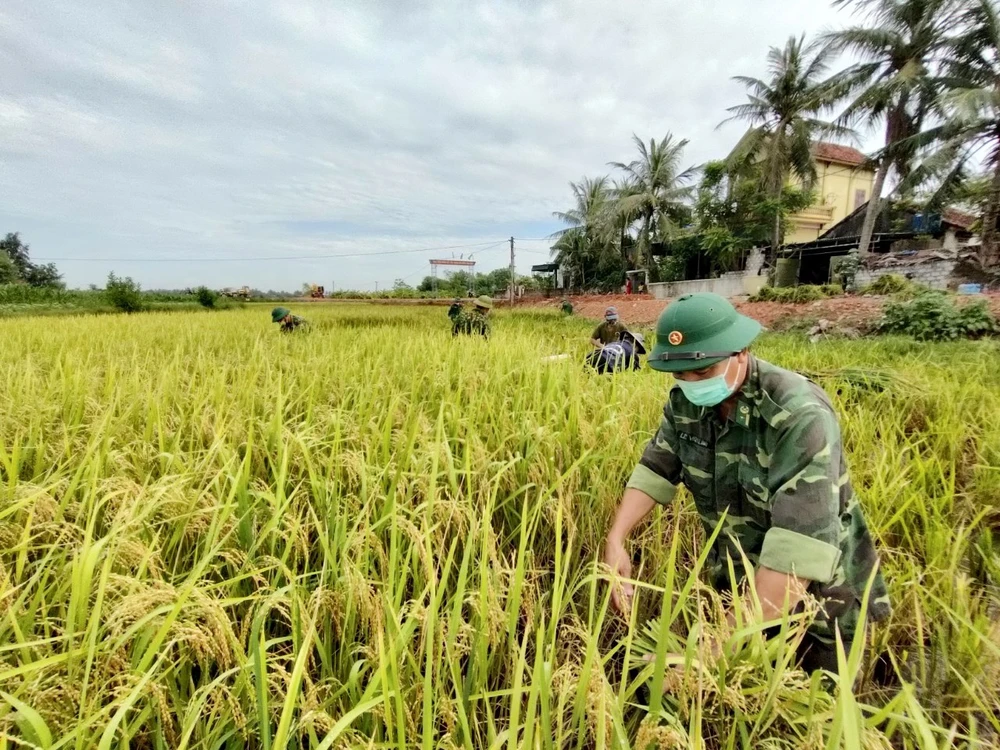 Cán bộ, chiến sĩ Đồn Biên phòng Diễn Thành giúp dân thu hoạch lúa