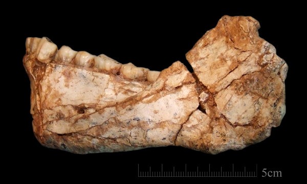 在摩洛哥發現的智人化石。（圖片來源：Jean-Jacques Hublin/Max Planck Institute）