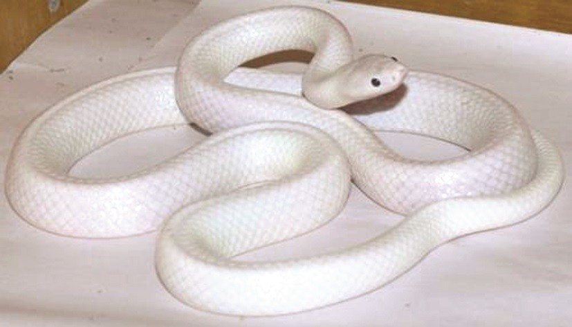 罕見白蛇（圖片來源：互聯網）