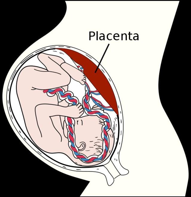 胎盤（placenta）（圖片來源：互聯網）