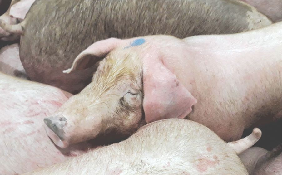 屠宰場給豬隻注射安眠藥。
