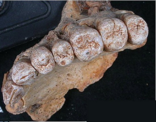 以色列發現古老人類頜骨化石。