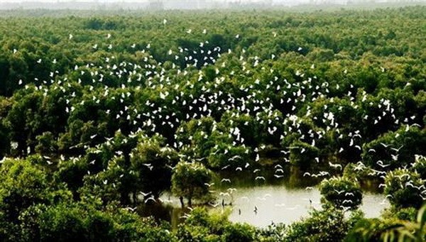 同塔省膠榕白千層林的珍貴鳥類。