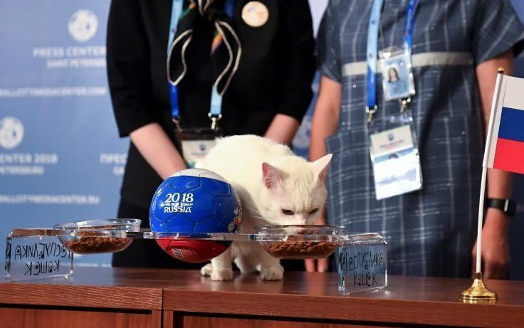 失聰貓咪成為世界盃“官方預言家”