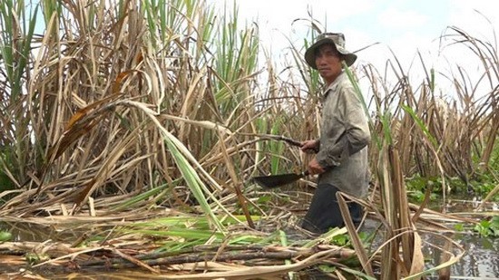 農民的甘蔗田因淹水受損。
