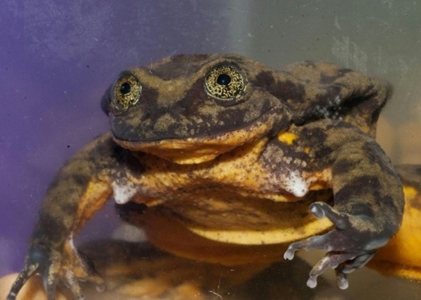 最孤單水蛙“羅密歐”有望“脫單”
