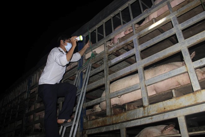 職能力量嚴查豬隻運輸車。