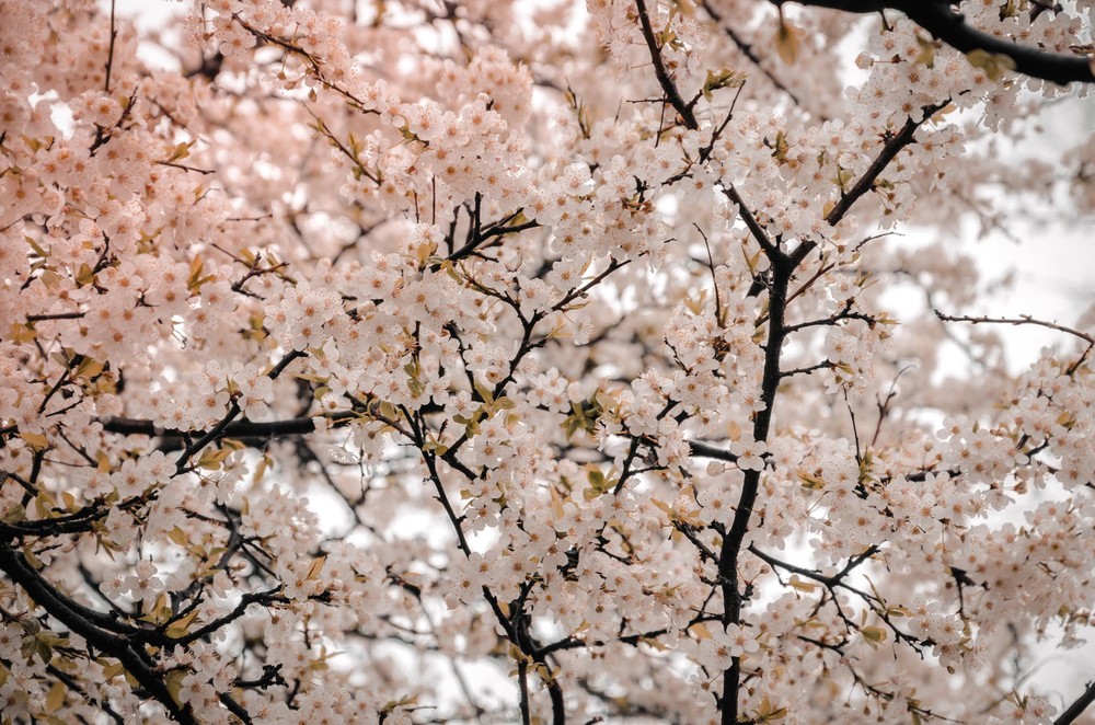 迷人的櫻花正吸引著不少遊客的目光。
