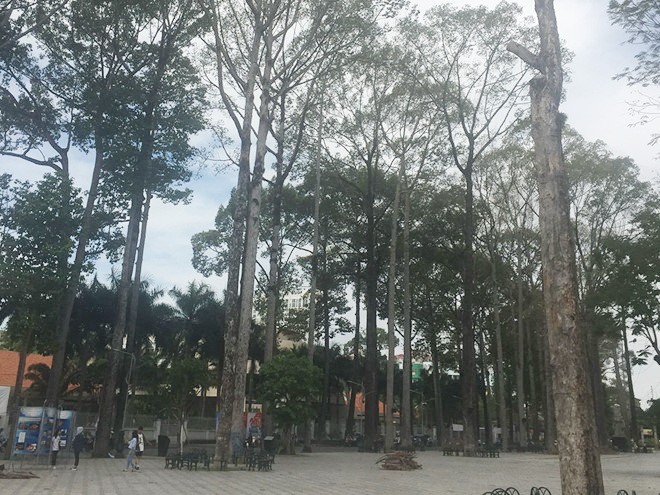 文郎公園內的多棵大樹逐漸枯萎。