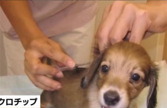 日本通過法案：寵物需植入晶片，防止主人遺棄虐待