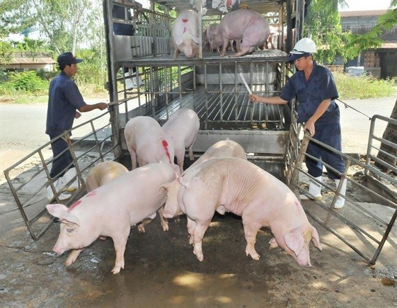 本市加強養豬場管理工作。