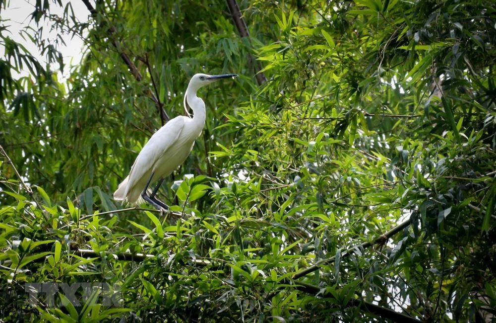 同塔梅生態保護區是多種鳥類的棲身之所。