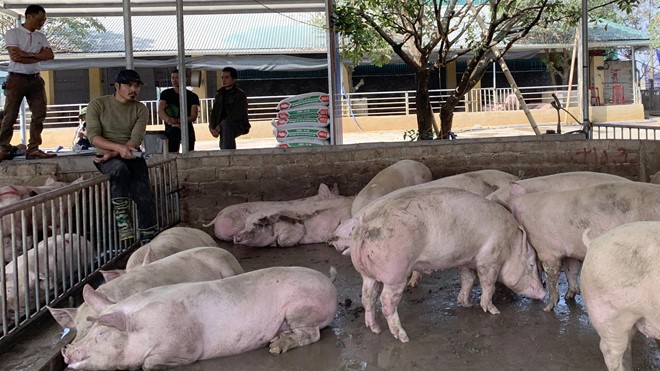 不僅在越南，全球的豬隻售價也同樣上漲，特別是在中國，每公斤高達14萬元，有的地區每公斤20萬元、30萬元，因嚴重缺乏貨源所致。（圖源：互聯網） 