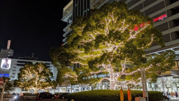 日本驚見「發光花椰菜」聖誕樹