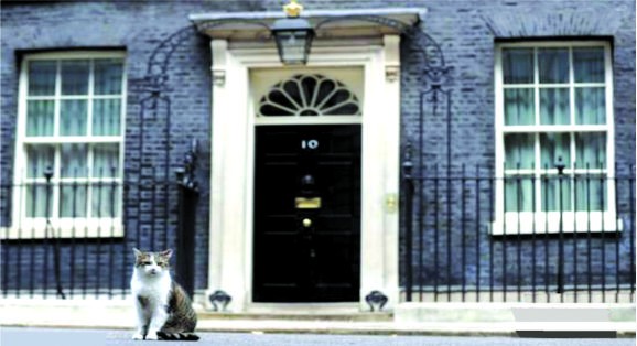 近日，英國首相府的工作人員接到了一項新的任務，即幫首相府的“首席捕鼠官”拉里減肥。