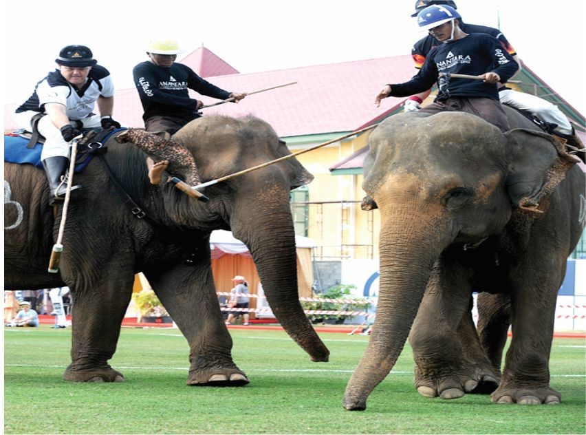 泰國舉辦「國王盃」大象馬球賽