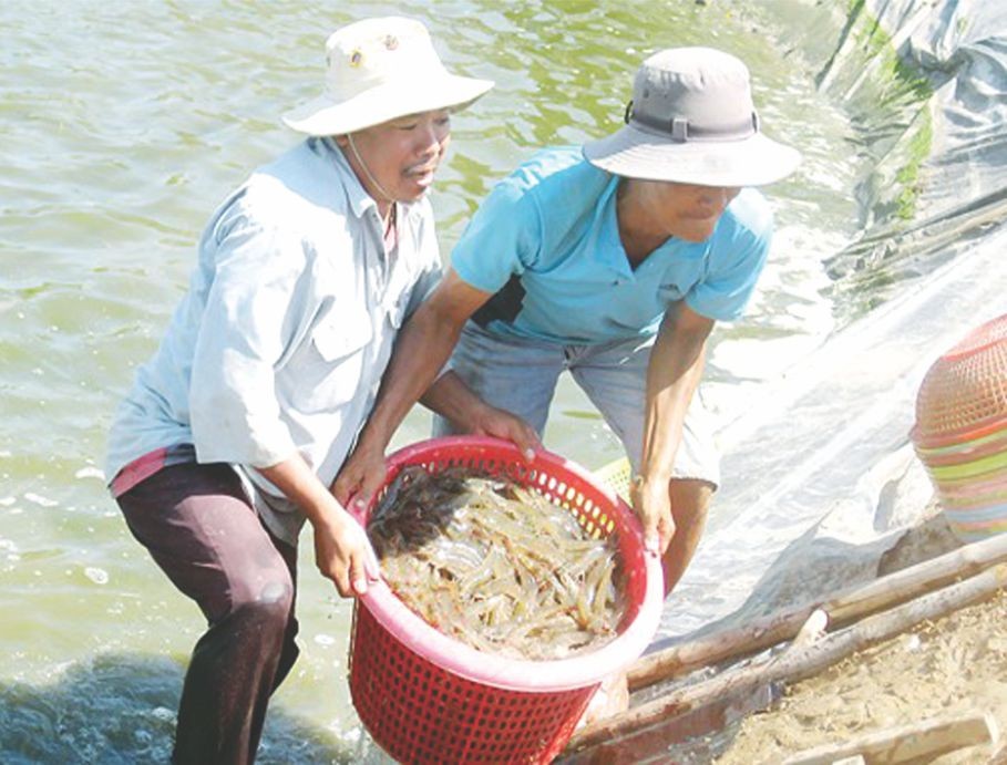 白對蝦是該省的經濟優勢。
