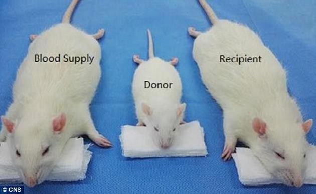 科學家在每次手術中都使用了3隻老鼠：一隻體型較小的老鼠作為“捐獻鼠”（中），另兩隻較大的老鼠分別作為“接受鼠”（右）和“血液提供鼠”（左）。（圖源：互聯網）