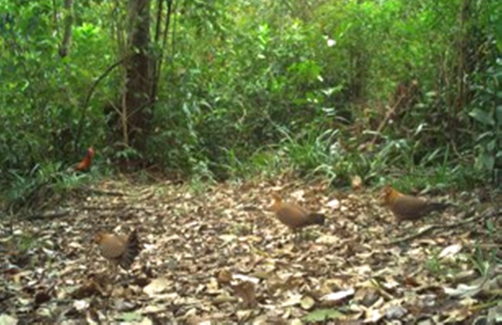 Rare wildlife captured in Vu Quang National Park through camera traps ...