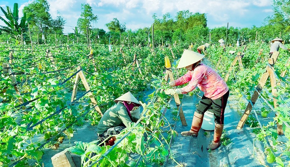 Central Vietnam boasts several agricultural export products | SGGP ...