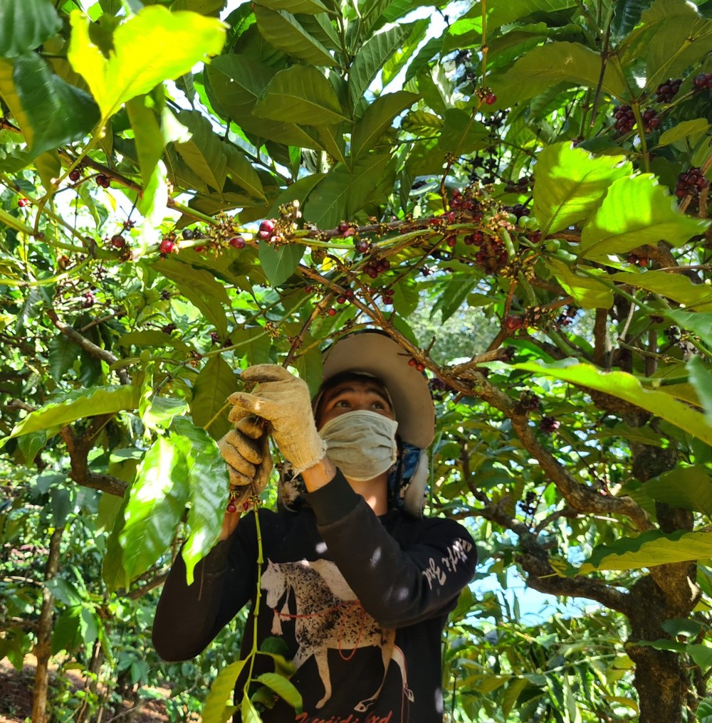 Vietnamese coffee prices triple, linkage contracts break SGGP English