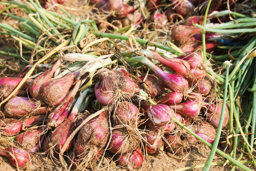 Quang Ngai farmers enter peak shallot harvest season | SGGP English Edition