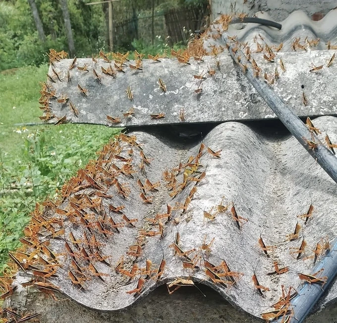 Swarms of locusts invade Northern Vietnamese village | SGGP English Edition