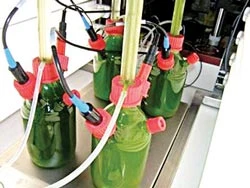 Biến tảo xanh thành nhiên liệu