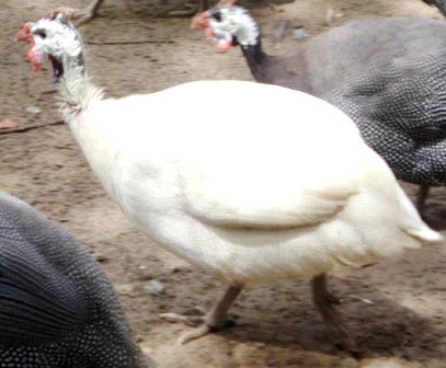 Một nông dân Tiền Giang lai tạo được gà sao trắng