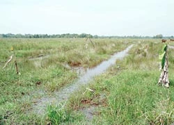“Xảo thuật” biến ruộng lúa thành đất vườn